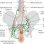 female-genitalia-nodes